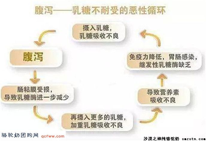 乳糖不耐症患者到底能否喝骆驼奶?